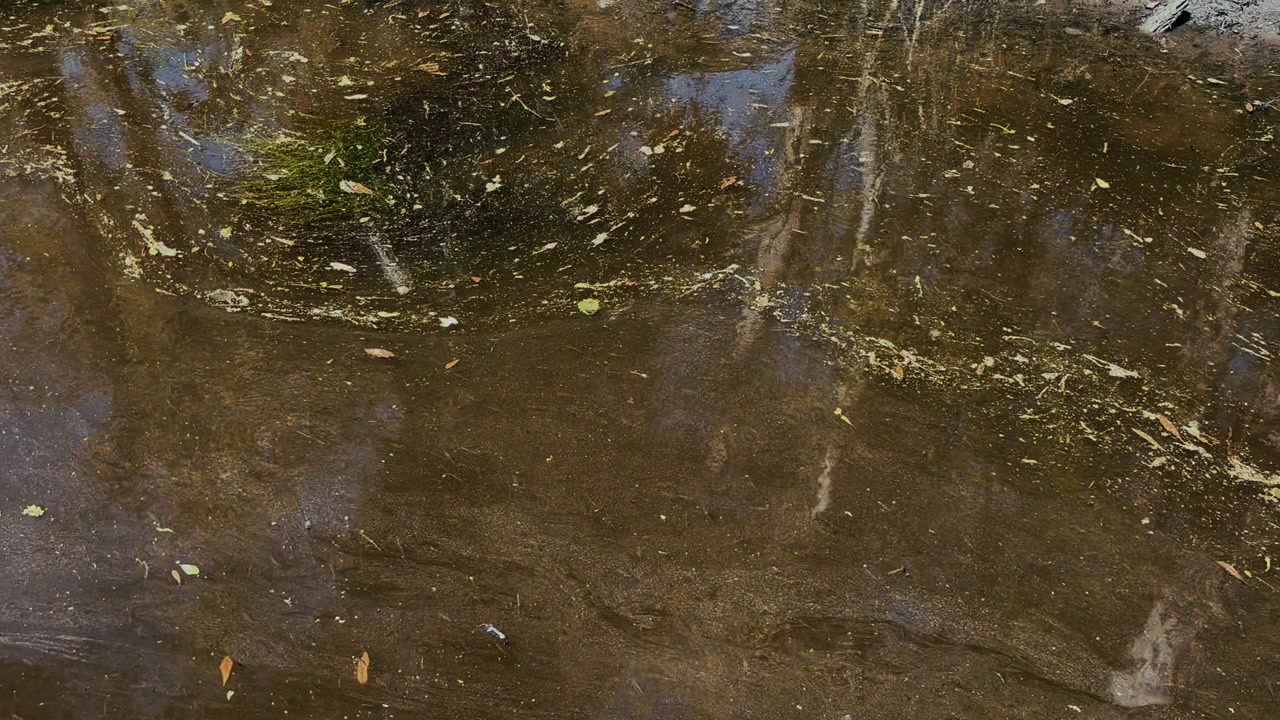 The surface of swamp water in Louisiana reflects surrounding trees and sky, with floating leaves and plant matter visible.