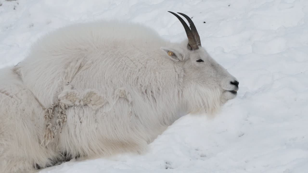 Kanada, Yukon'da Karların Üzerinde Dinlenen Dağ Keçisi