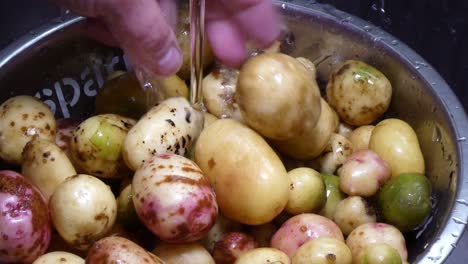 washing colourful mixed assortment of fresh homegrown potatoes in silver kitchen strainer