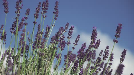 lavanda púrpura floreciente en verano