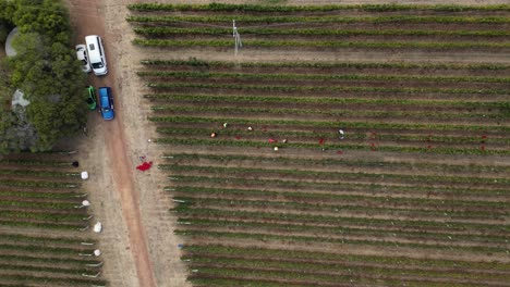 Rising-drone-shot-showing-many-farm-worker-picking-grapes-of-vineyard-plants-in-Australia---top-down-shot