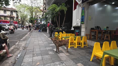 a dog strolls past yellow chairs in a busy street.