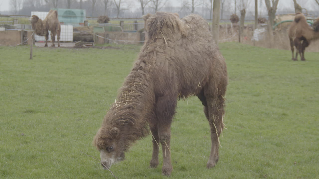 풀밭에 서있는 낙타의 초상화