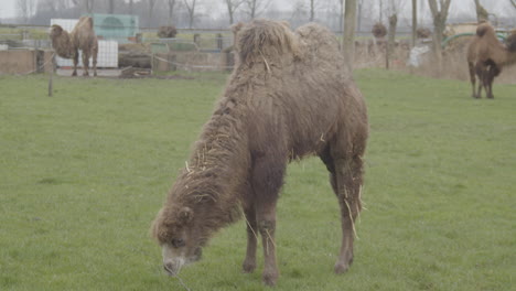 Portrait-of-Camel-standing-in-grass-field