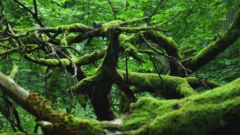 Viejo-árbol-Cubierto-De-Musgo-En-El-Bosque-De-Bialowieza-En-Polonia,-La-Cámara-Se-Mueve-Lentamente