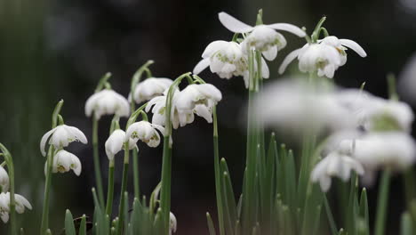 Delicadas-Flores-Blancas-Puras-De-Gotas-De-Nieve-Que-Florecen-En-Un-Bosque-Inglés