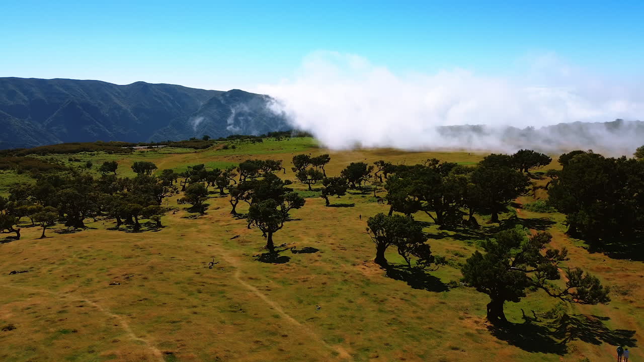 Crooked low trees grow in the meadow located on the top of the mountain. A cloud is covering the rock. Madeira Islands, Portugal.