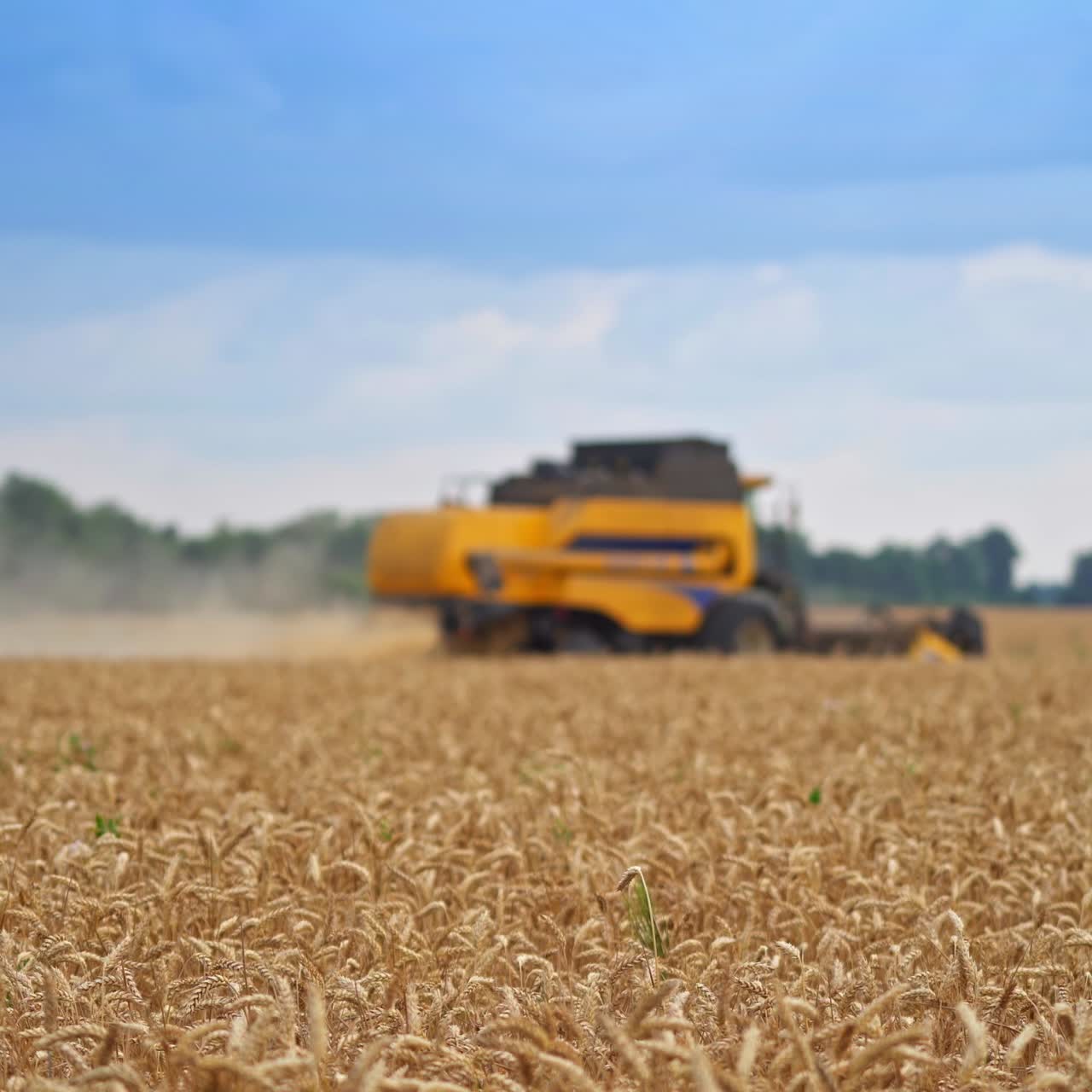 Mower machinery cutting crops of ripe rye during harvest season. Big yellow combine in blur moving away in the farmland