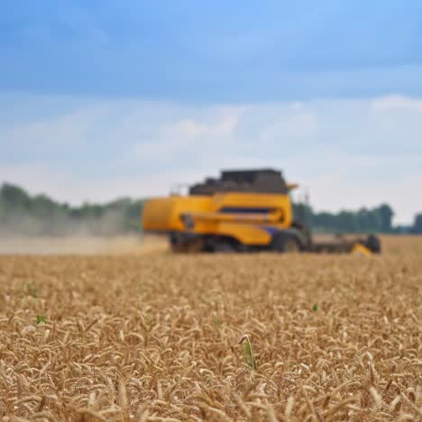 mower machinery cutting crops of ripe rye during harvest season. big yellow combine in blur moving away in the farmland