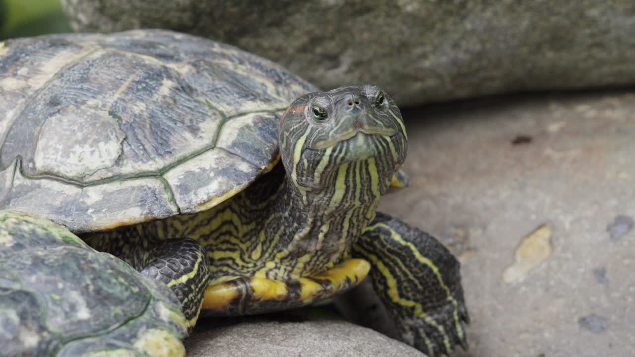 vista de cerca de una tortuga deslizante de orejas rojas en los estados unidos