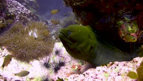 moray-eel-under-rock-of-the-Caribbean-Sea