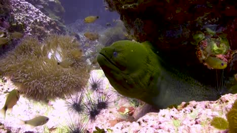 anguila morena bajo la roca del mar caribe