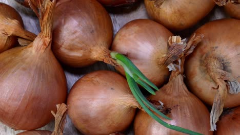 pile many raw yellow onions bulb rotates slowly on turntable. selective focus. top view.