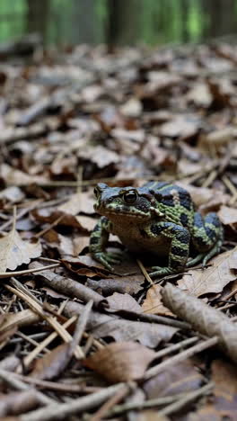 frog in the forest