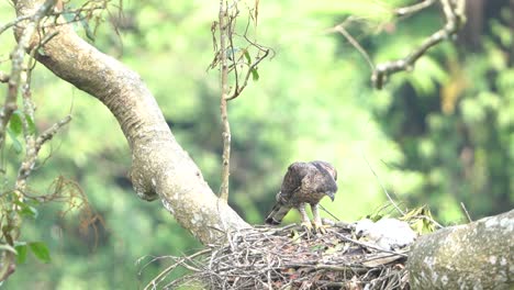 Un-águila-Halcón-De-Java-Observa-Cómo-Sus-Crías-Comen-Carne-Fresca