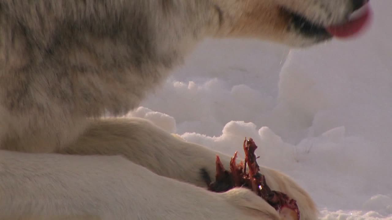 늑대가 먹이를 먹는다