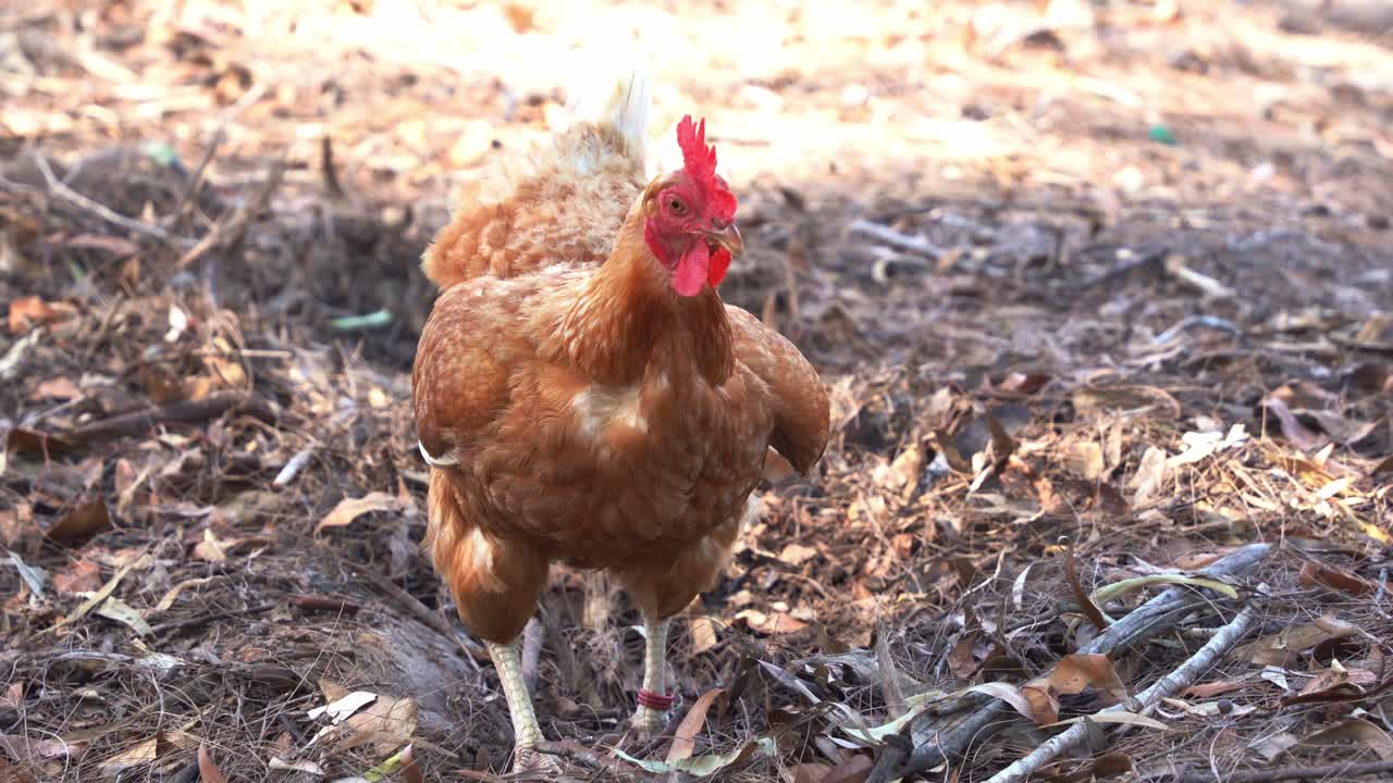 gallo de gallina de corral, gallus gallus domesticus cavando y rascando el suelo con los pies, picoteando y buscando invertebrados en el ambiente al aire libre, rancho agrícola, tiro de cerca