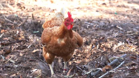 Freilaufender-Hühnerhahn,-Gallus-Gallus-Domesticus-Gräbt-Und-Kratzt-Mit-Den-Füßen-Am-Boden,-Pickt-Und-Sucht-Nach-Wirbellosen-Tieren-Im-Freien,-Farm-Ranch,-Nahaufnahme