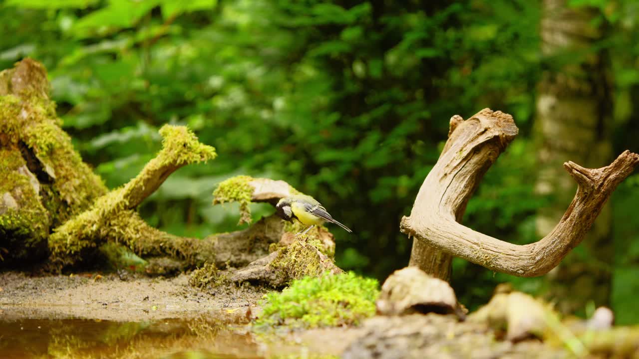 Great Tit in Friesland Netherlands stands on top of moss covered log with lichen in forest by water