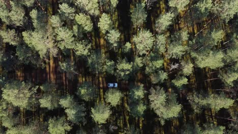 Un-Coche-Blanco-Conduce-Por-Un-Camino-Forestal-En-Otoño