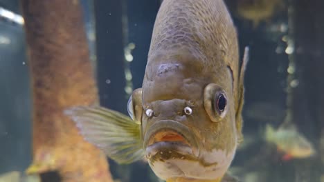 pez luna muy de cerca en el acuario