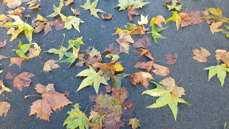 hojas de otoño en el asfalto mojado