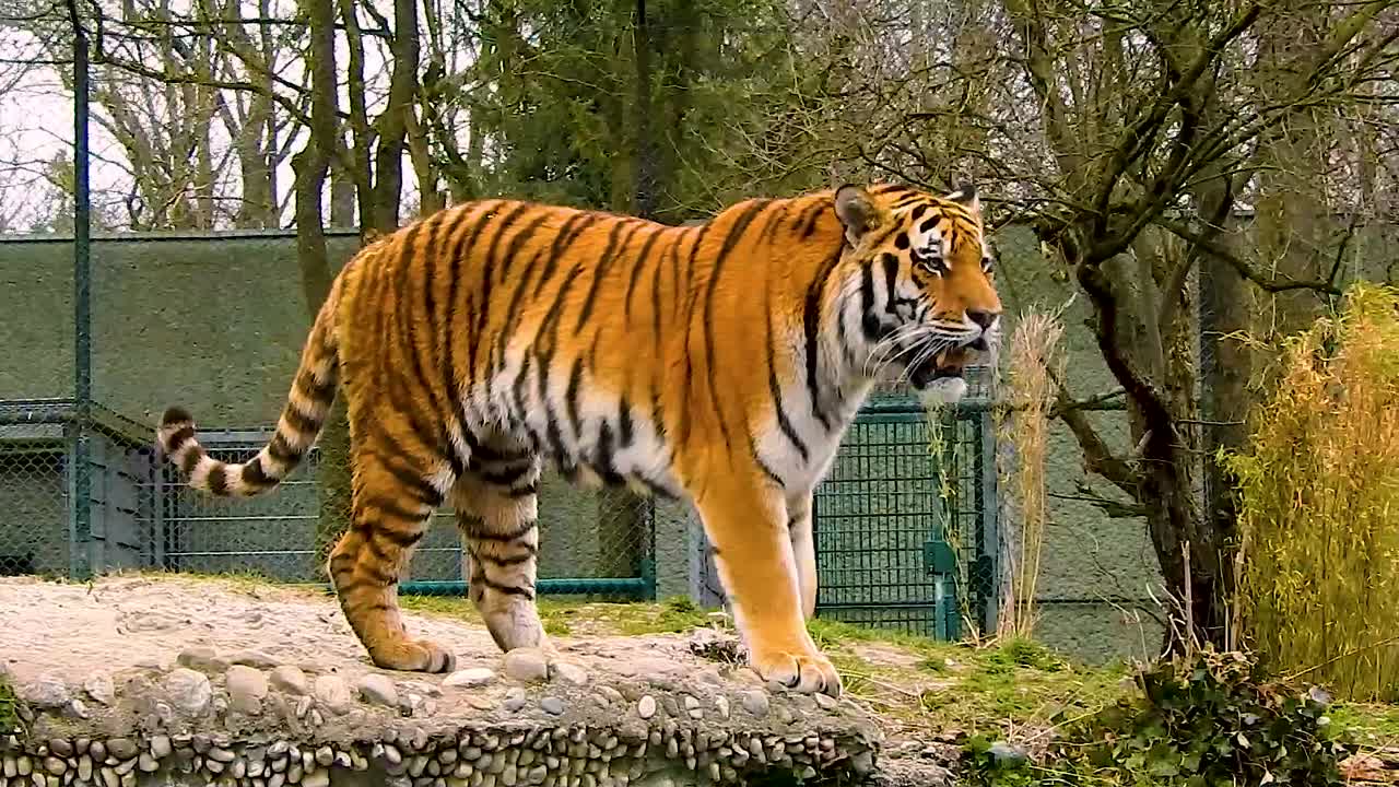 서로 만나는 두 마리의 장엄한 호랑이의 와이드샷 팬