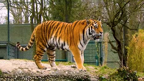 wideshot pan of two majestic tigers meeting each other