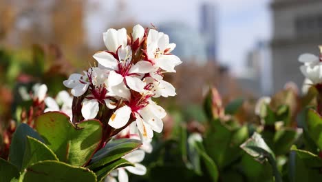 close-up of blooming indian hawthorn flowers