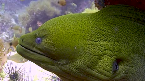 close-up moray eel under the rock of the caribbean sea