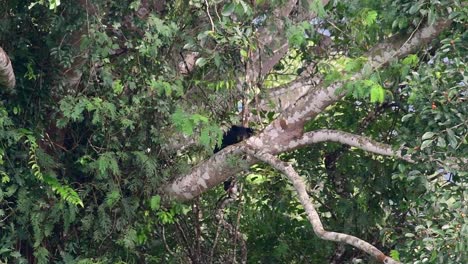 el oso negro asiático bajando de un árbol fructífero, ursus thibetanus, también se llama oso negro asiático
