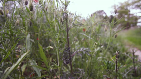 Close-up-view-of-colorful-wildflower-in-full-blossom-during-spring-time-morning-over-meadow