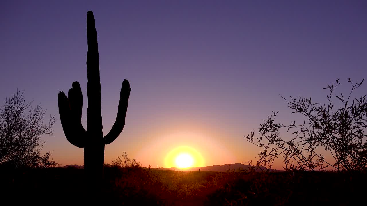 un hermoso atardecer o amanecer detrás de un cactus en el parque nacional saguaro captura perfectamente el desierto de arizona