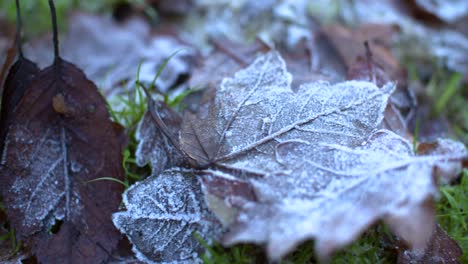 4k frozen leaves tracking shot