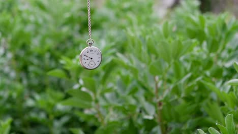 silver pocket watch on chain sways gently in front of leafy plants