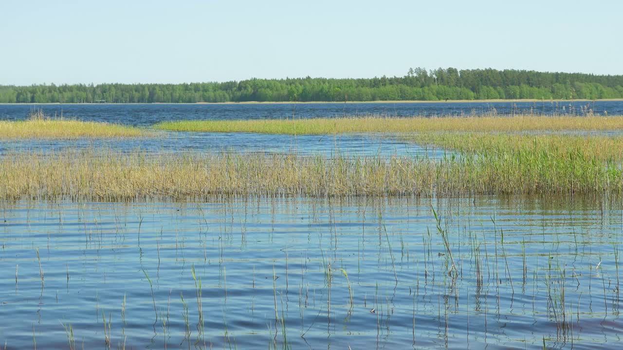Smuk udsigt over Usma-søens bred på en solrig sommerdag, fjerne øer med frodig grøn skov, landskab, kyst med gamle, fjerne siv, vidvinkelbillede