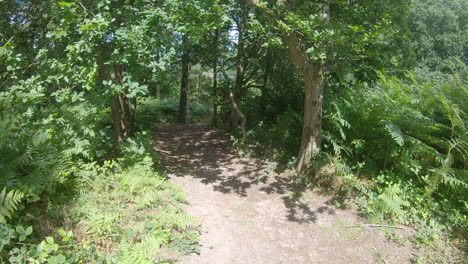 first person view of a walk down a woodland path in a leafy green forest, in the summer time