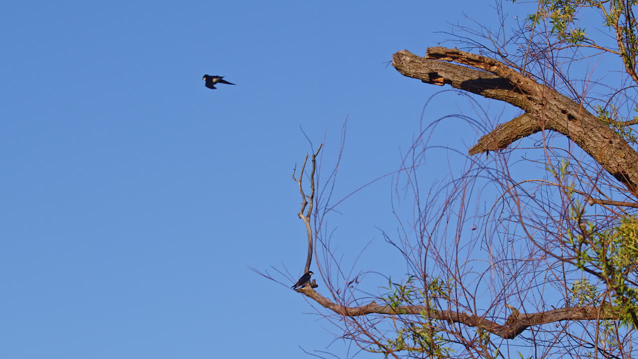 Purple martins in glorious super slow motion showing off aerial agility in spring sunshine.