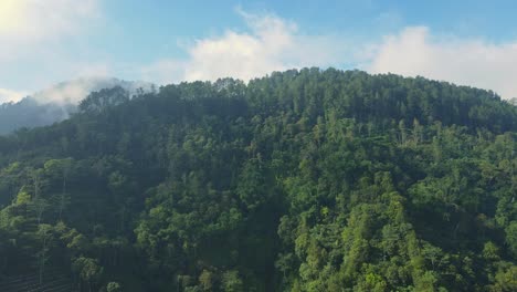 Luftaufnahme-Eines-Grünen-Waldes-In-Einer-Ländlichen-Landschaft