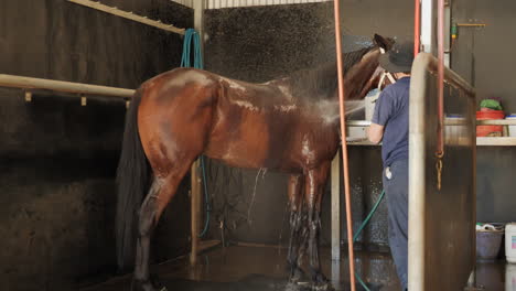 washing a horse in the stables