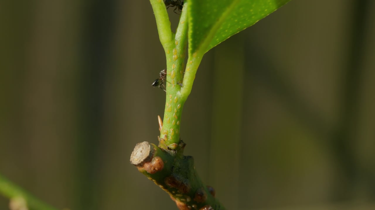 Black Ants Tending A Colony Of Aphids On A Lemon Plant Stem To Collect Honeydew In A Garden Environment. Selective Focus Shot