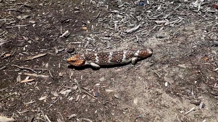 Lagarto-de-cauda-curta caminhando no chão sob luz solar intensa na Austrália Ocidental