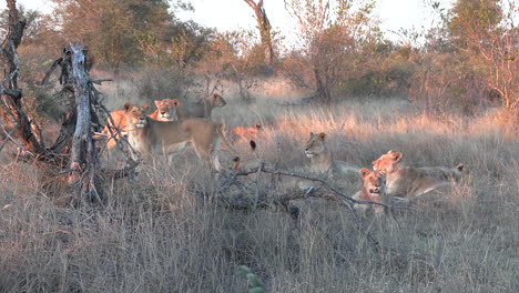 zoom into to pack of lions standing at watch in savannah at golden hour in tall grass