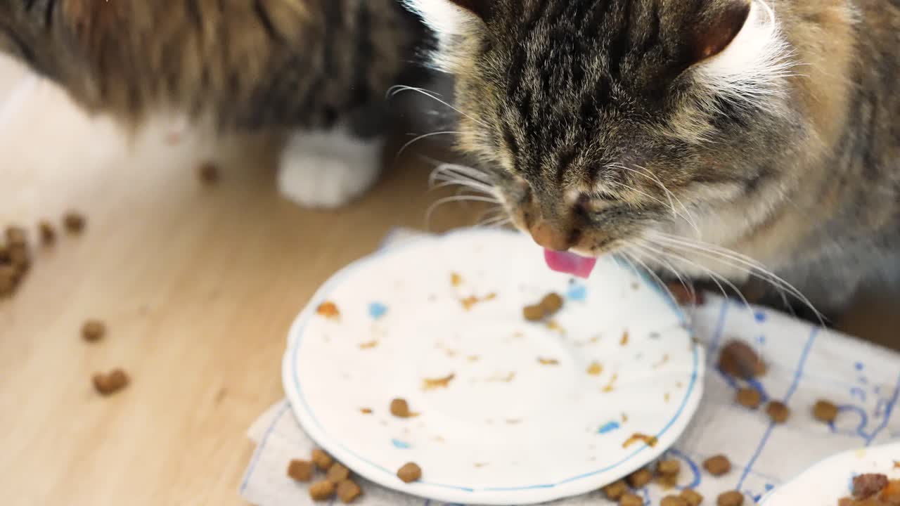 Zwei Hauskatzen fressen in Zeitlupe Futter von einem Teller und verstreute Stücke vom Boden. Natürliches Fressverhalten in einer gemütlichen Wohnung, ideal für Haustierpflege- und Ernährungskonzepte