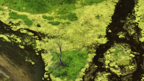 Vista-De-Pájaro-Sobre-El-Humedal-En-El-Refugio-Nacional-De-Vida-Silvestre-Trempealeau,-Wisconsin,-Estados-Unidos---Disparo-De-Drone