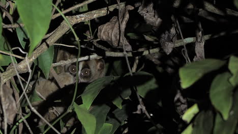 los loris lentos abren los ojos bien abiertos durante la noche