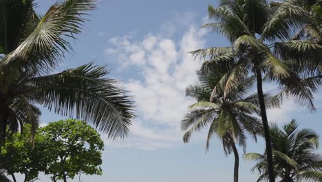 Blick-Auf-Palmen-Vor-Blauem-Himmel-In-Der-Nähe-Von-Bandra-Fort-Mumbai,-Indien-2