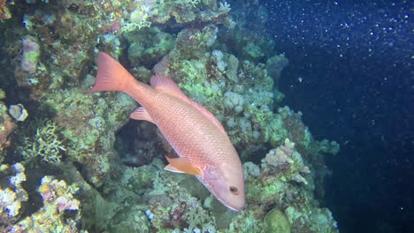 Red-Snapper-Begleitet-Taucher-Bei-Einem-Nachttauchgang-Im-Roten-Meer