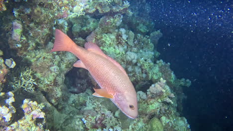 el pargo rojo acompaña a los buzos en una inmersión nocturna en el mar rojo