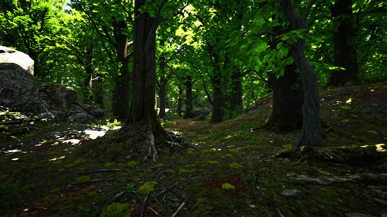 빛이 비치는 숲길